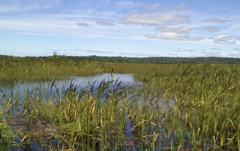 freshwater wetlands in Acadia National Park